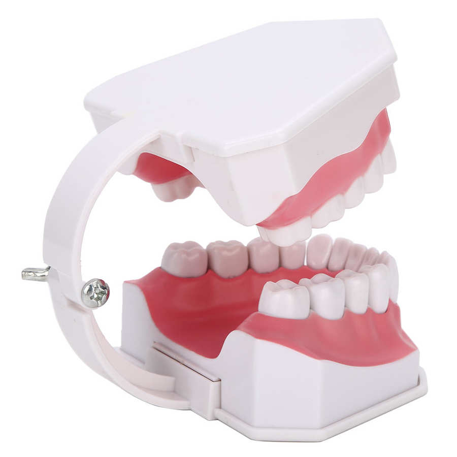 Tooth model 180 degrees open gum model shows you the position of each tooth comes with a toothbrush to teach