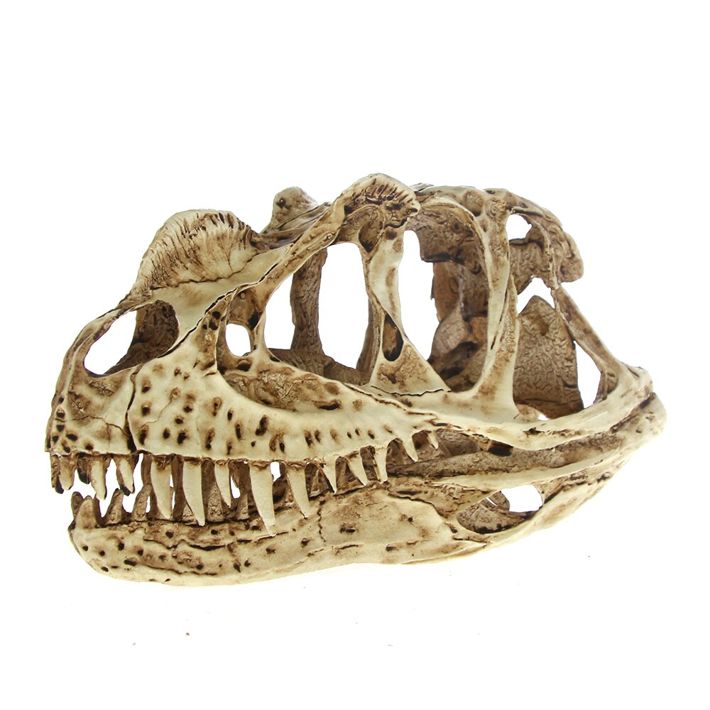[Mgt] Hoge Precisie Euornithopoda Schedel Model Rex Dinosaurus Hars Fossiele Schedel Model Collectibles Model Figuur Aquarium Ornament