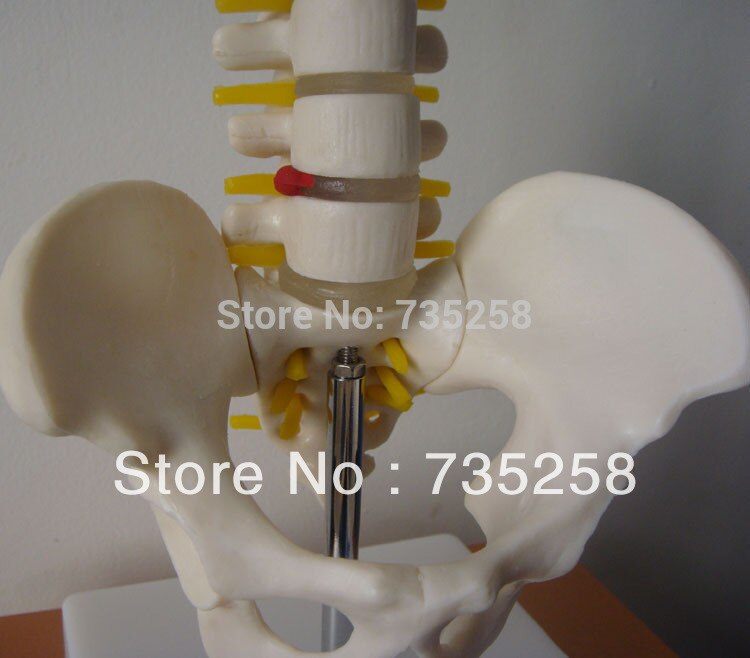 Half-size bekken met 5 stks lendenwervels, bekken model, mini lumbale met bekken modellen