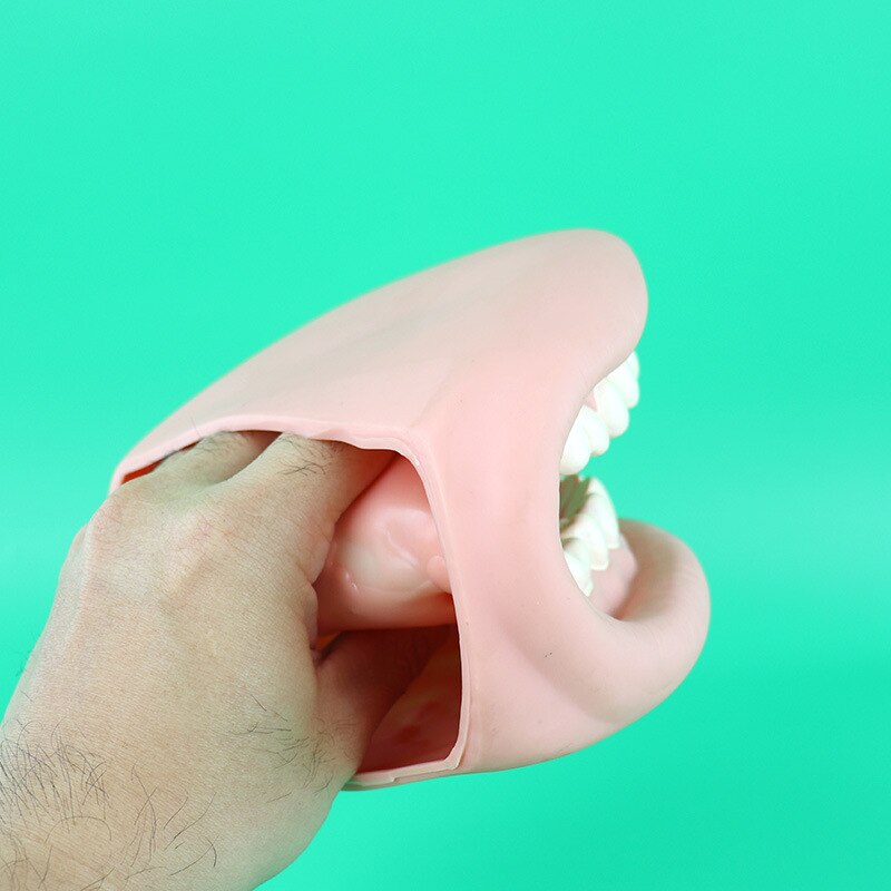 Tandplejemodel forstørret tand underviser demonstrationsmodellen hånddukketænderplejebørste ren model
