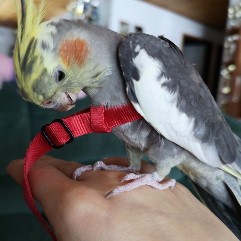 Justerbare papegøjer fuglesele snor anti-bid træning reb udendørs flyvende sele snor