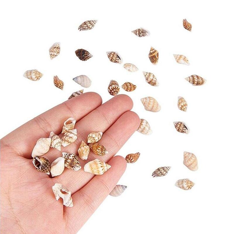 Concha de mar pequeña, conchas de playa artesanales, alrededor de 1300-1500