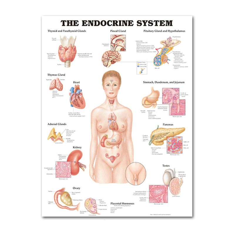 Muscular &amp; Skeletal System Anatomical Poster Set - Human Skeleton &amp; Muscle Anatomy - Single Sided19&quot; x 27&quot;