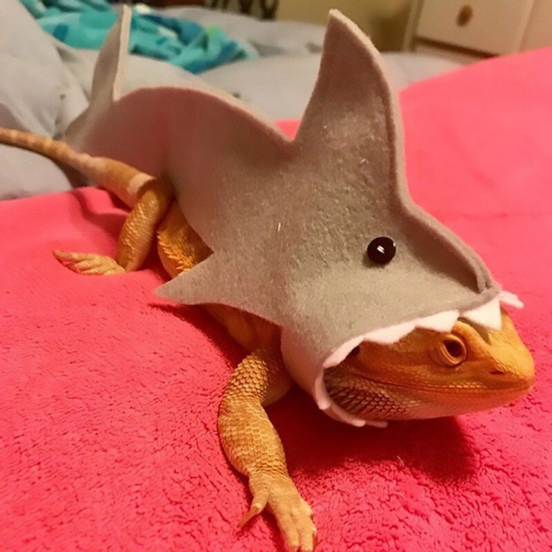 Gecko – Costume de lézard, vêtements pour petits animaux de compagnie