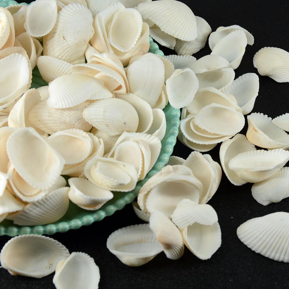 130g Natural White Clam Box Diy Home Decoration Pendant Crafts Marine Life Collection For Hotel Living Room Decor I7g0