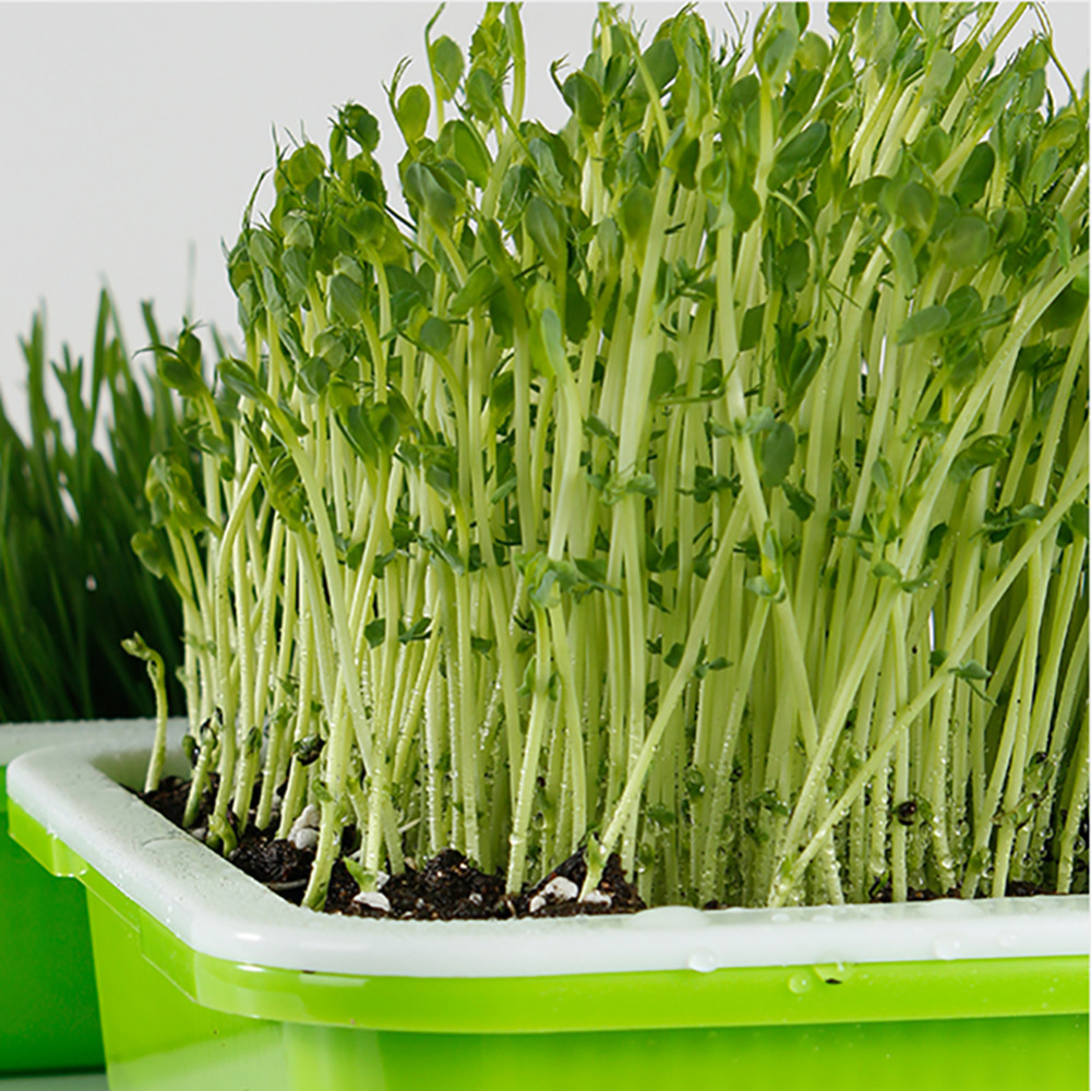 Bandeja de plantones hidropónicos, placa de brotes de doble capa, sistema hidropónico para cultivar macetas de vivero, bandeja de maceta vegetal para planta de semillero, 3 juegos