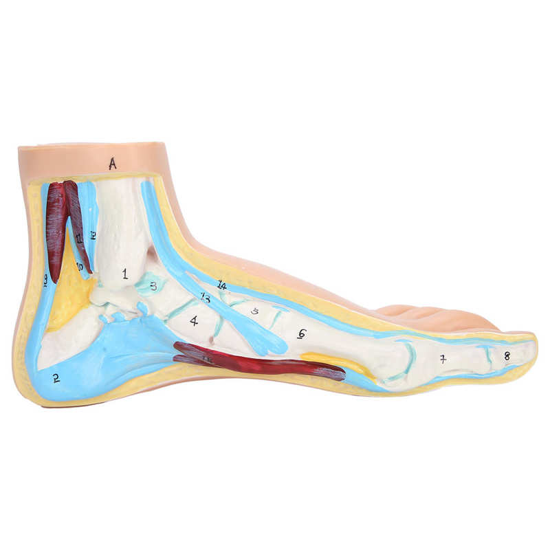 Modelo de pie humano, adultos, Lifesize, enseñanza, investigación, muestra en detalle, pantalla muscular, accesorios: Normal foot