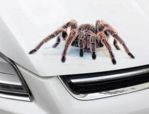3d edderkop skorpion dyreprint bilvindue kofanger kropsdekal klistermærke vandtæt aftagelig væg kunst tegneserie bil klistermærker: 4