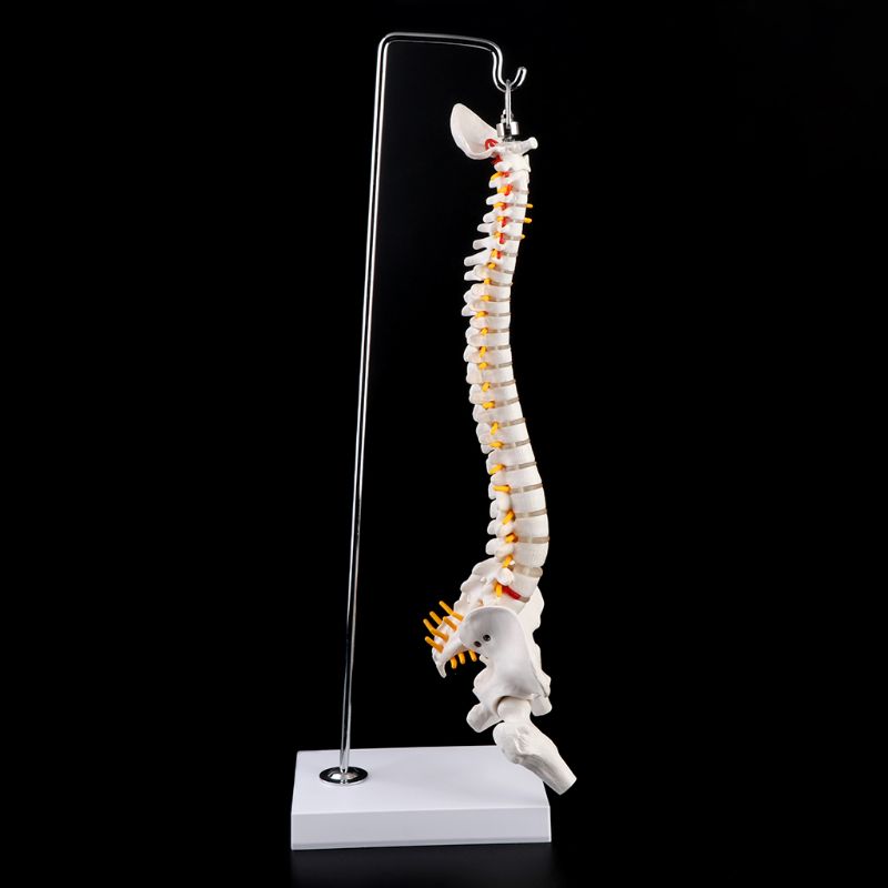 45cm Flexible Human Spinal Column Vertebral Lumbar Curve Anatomical Model Anatomy Spine Teaching Tool
