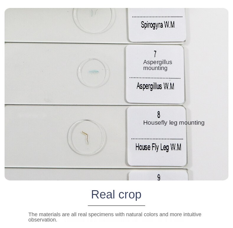 50 pieces of biological section set Chinese and English labels microscope biological section specimen set biological slide