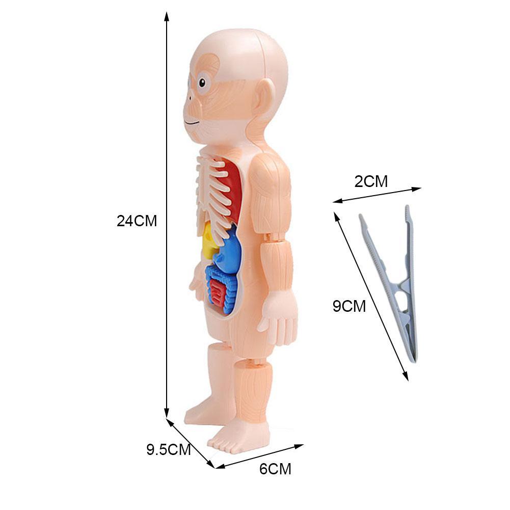 3D Menselijk Lichaam W/Organen Anatomie Educatief Diy Speelgoed Game Gereedschap Scary Demonstratie Voor Kinderen Onderwijs J9W5