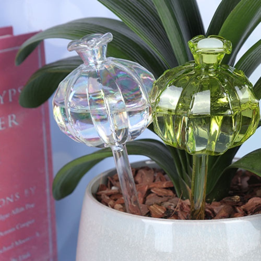 marginata plant care Dracaena Marginata Tricolor | Care Guide and Pro Tips - Delivery from  Toronto across Canada