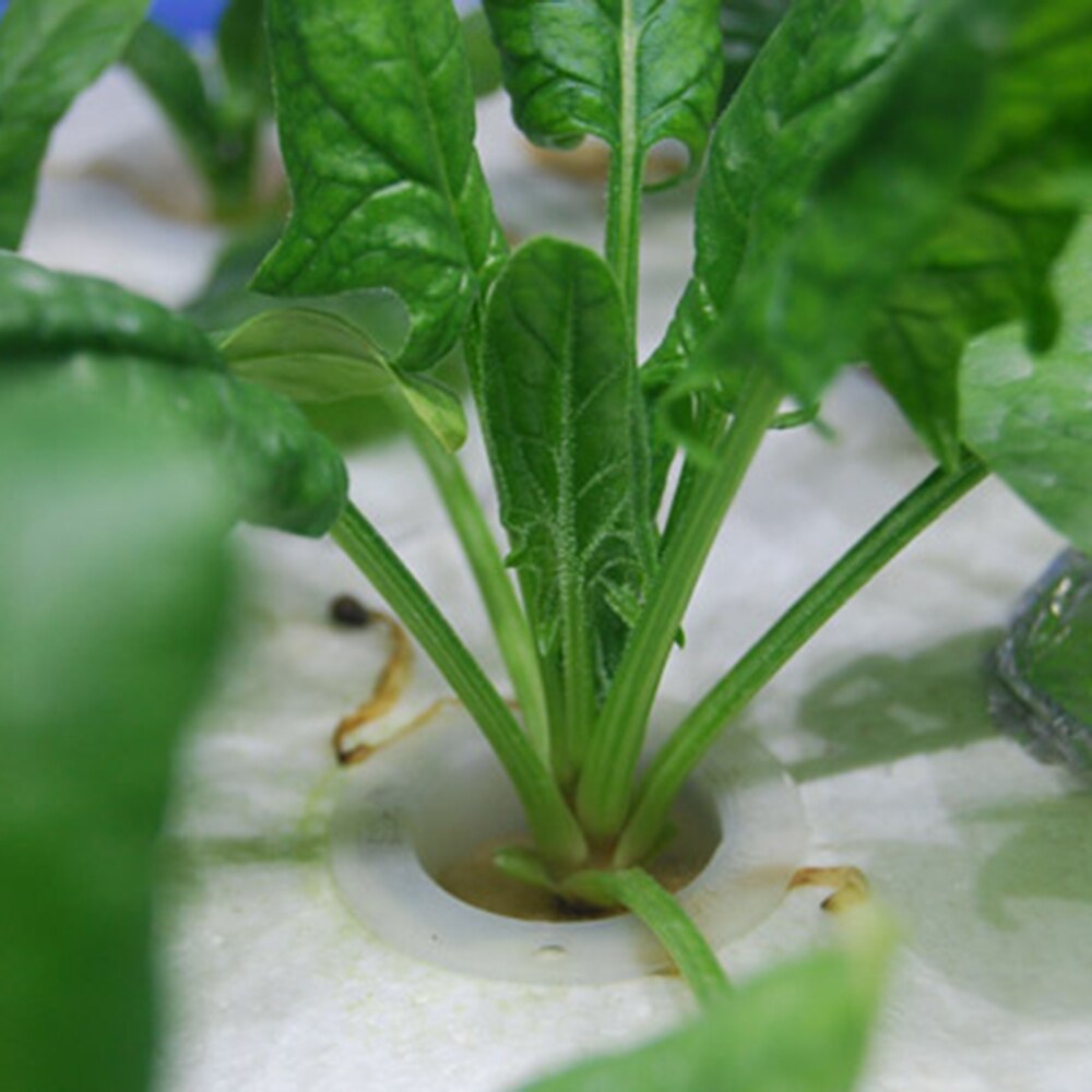 10 sæt mini mesh potte net kop kurv hydroponisk aeroponic plante vokse svamp praktisk
