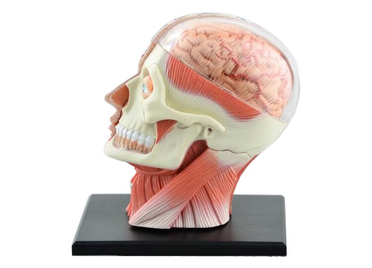 Scheletro assemblato 4D modello anatomico cervello nasale faringe orale laringe cavità modello Anatomia esplosa teschio giocattoli educativi