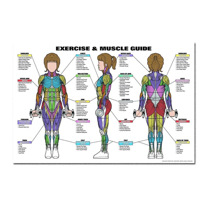 Muscular &amp; Skeletal System Anatomical Poster Set - Human Skeleton &amp; Muscle Anatomy - Single Sided19&quot; x 27&quot;