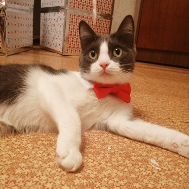 zwierzę domowe muszka dla kota regulowany krawat dla zwierząt kostium formalny obroża dla małych psów i kotów akcesoria dla zwierząt na wesele prezent