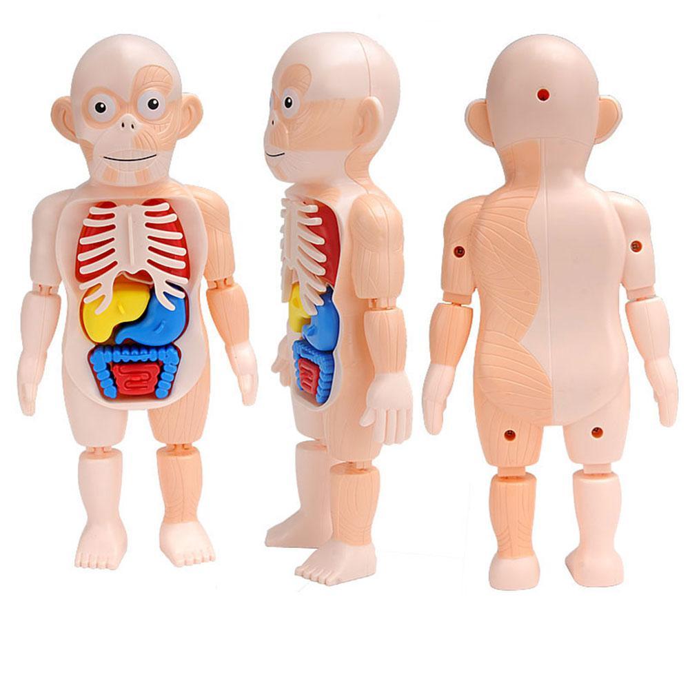 3D Menselijk Lichaam W/Organen Anatomie Educatief Diy Speelgoed Game Gereedschap Scary Demonstratie Voor Kinderen Onderwijs J9W5