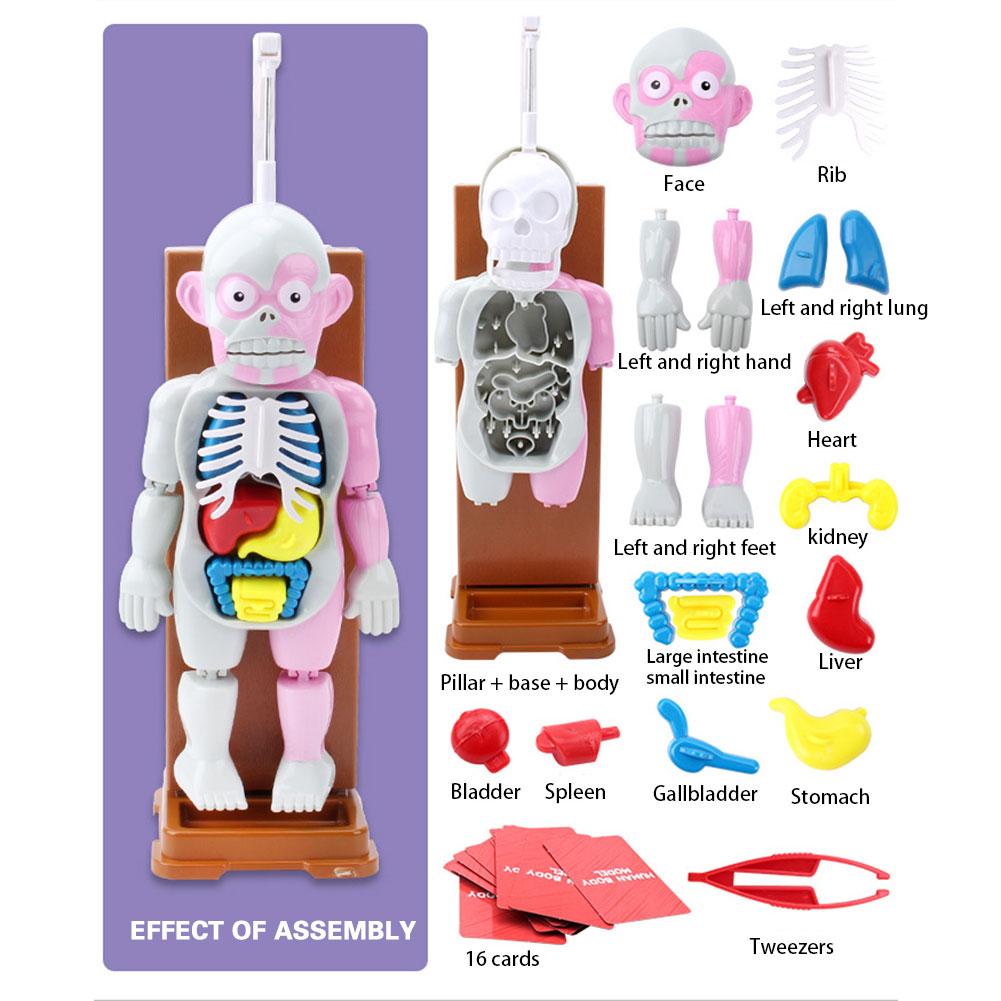 4D Human Body Assembled Model Toy Human Body Structure Model Early Educational Toys Desktop Game Model For Kids Children
