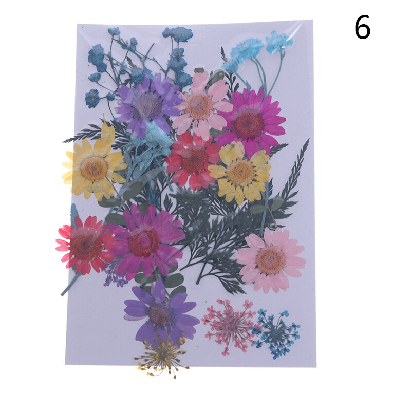 Dried Flowers specimen Pressed Scrapbook Bookmark Card DIY Art Craft Decor: 6