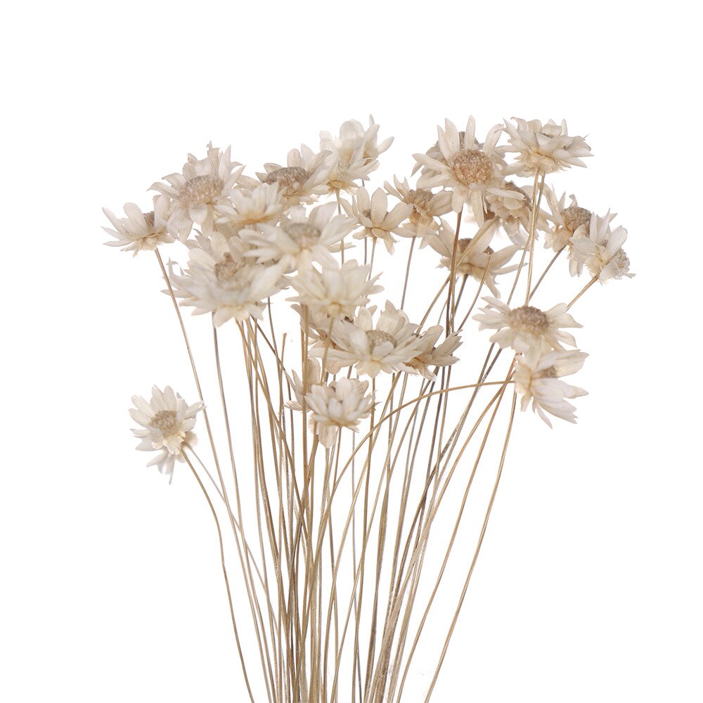 Flores secas frescas naturales de margaritas, ramo para la boda, decoración del hogar, Fondo de fotografía: 01