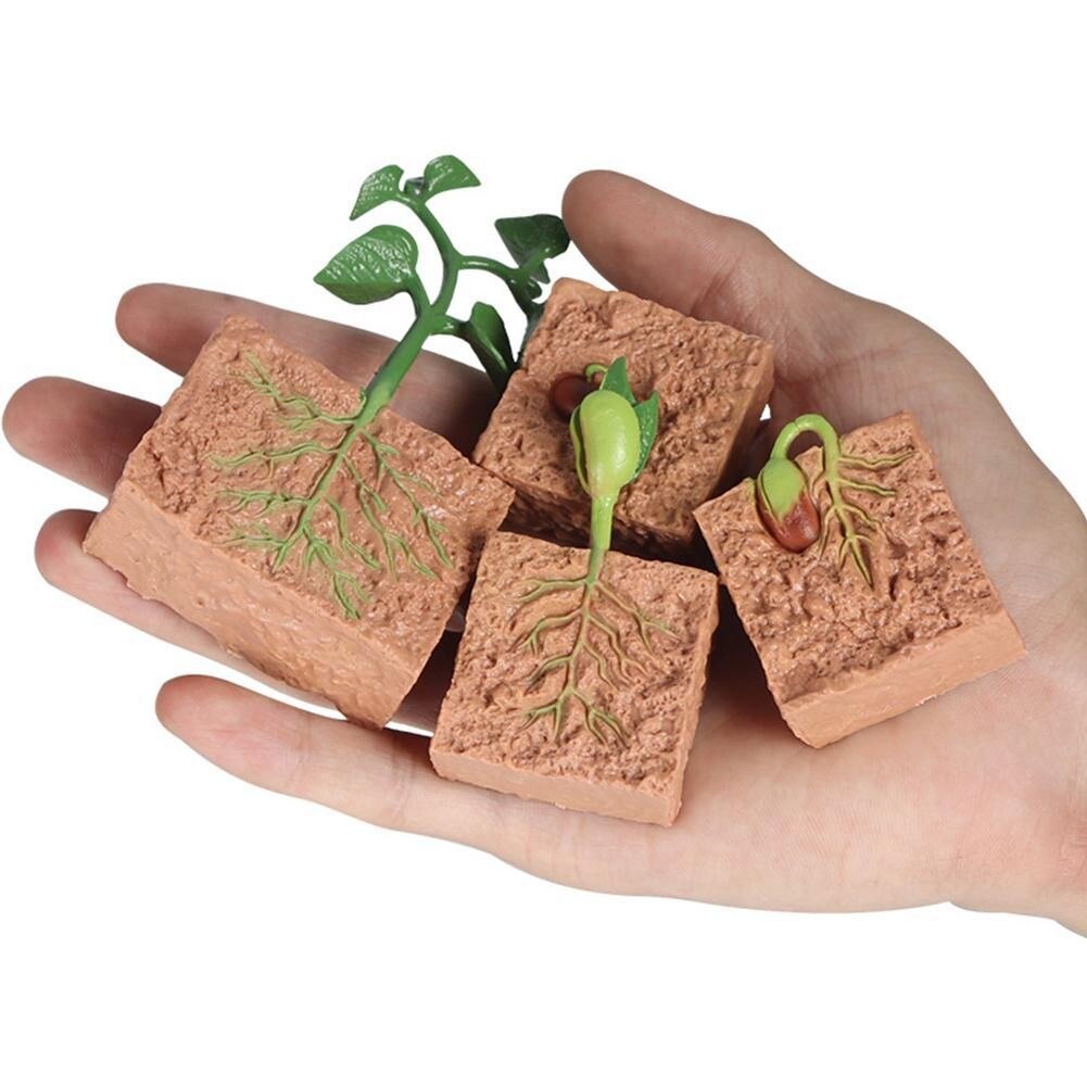 Simulation Plant Model Mini Seed Growth Cycle Toy ... – Grandado