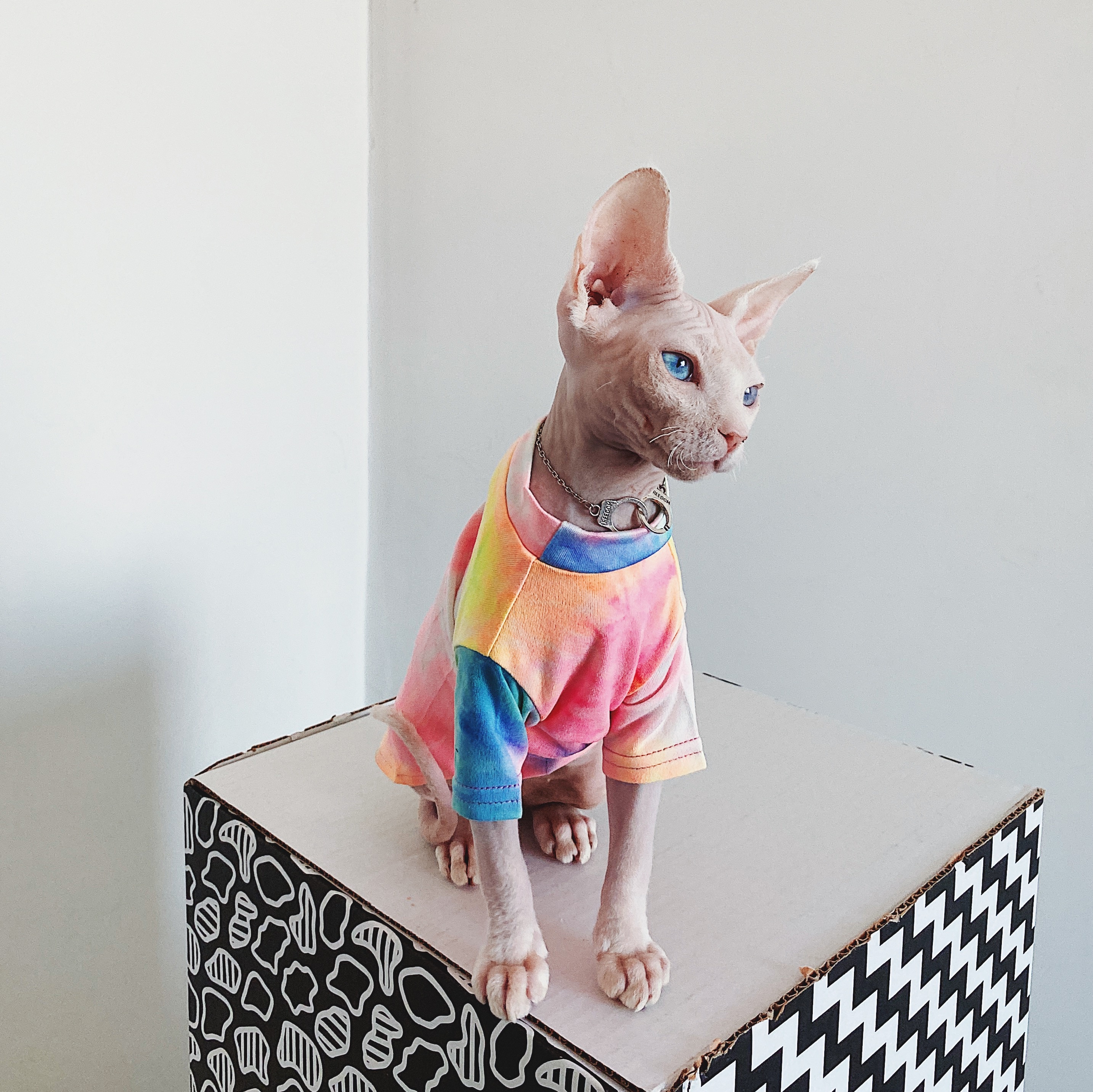 Hårløst kattetøj sphinx deven rainbow åndbar t-shirt kæledyrstøj til små hunde skjortetøj til katte