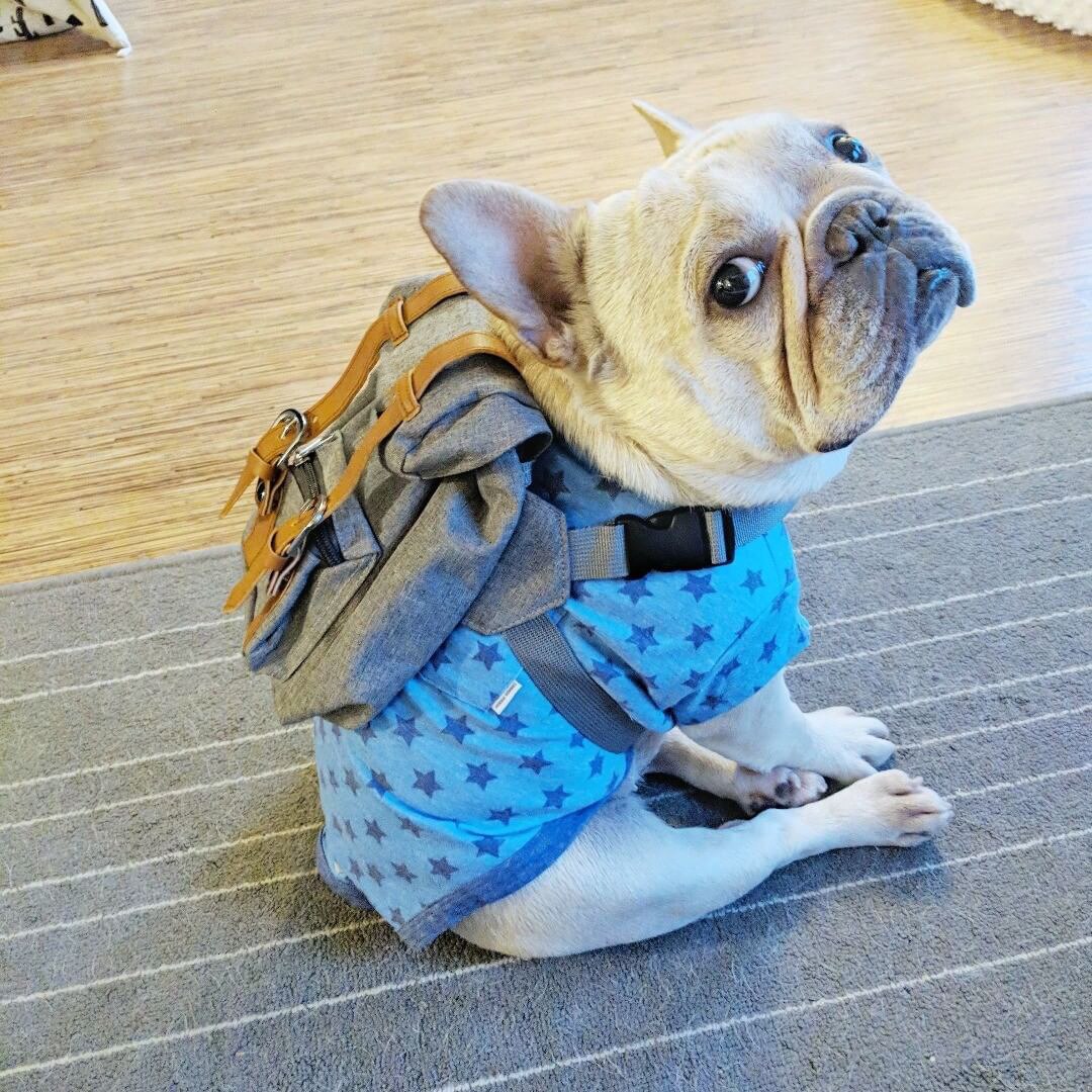 Mochila de viaje para Perros Bulldog, bolsa de transporte de estilo británico para perros pequeños, a la , accesorios para perros