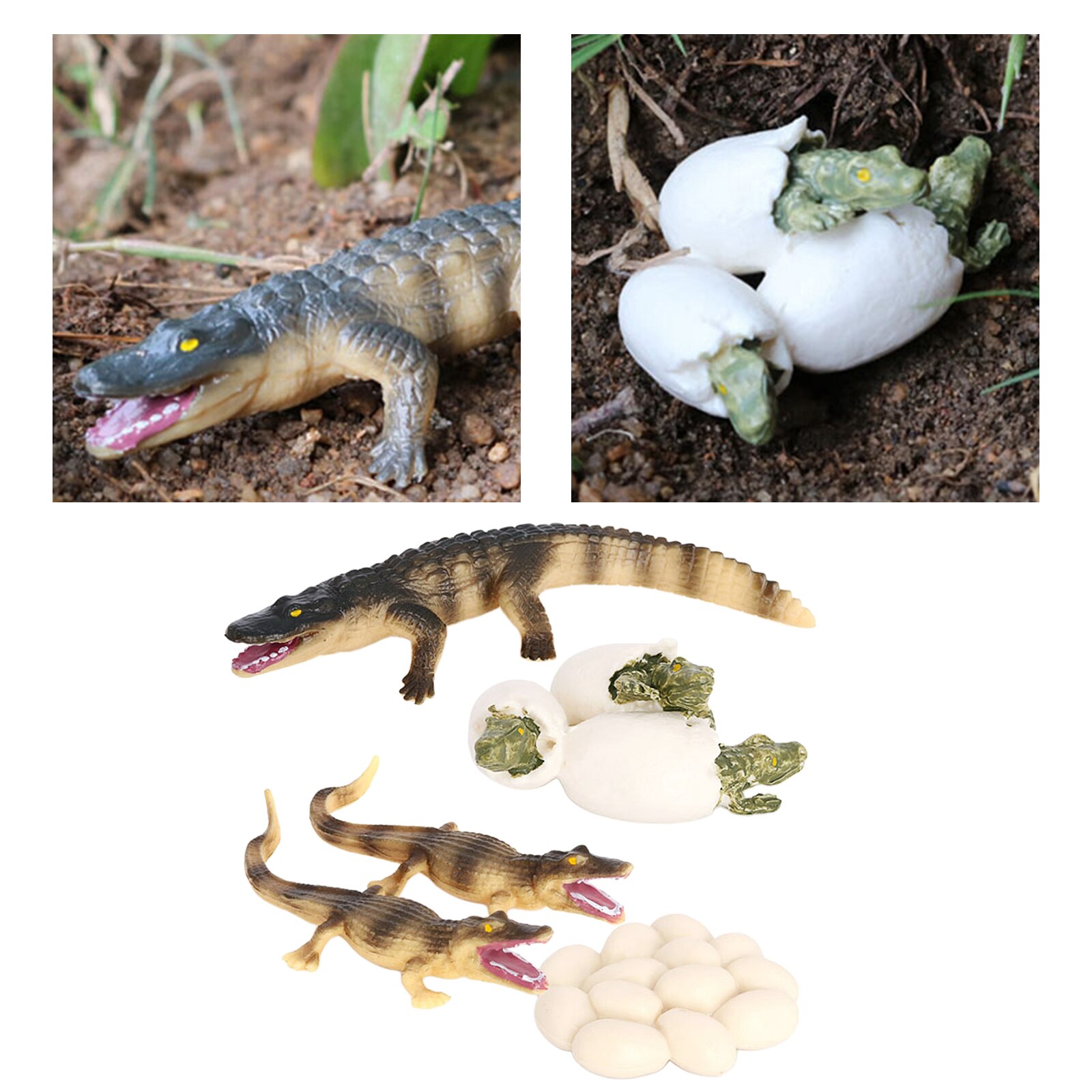 4 Stages Life Cycle of Crocodile Nature Insects Life Cycles Growth Model Game Prop Insect Animal Natural Toy