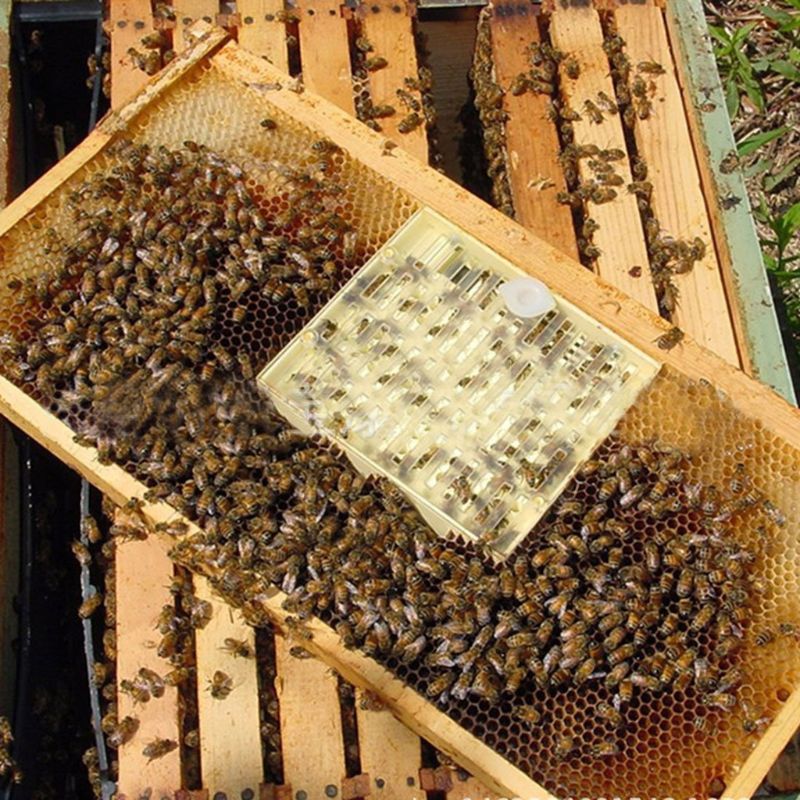 Caja de celda de cría de abejas reina, panales de plástico, jaula de abejas, equipo de apicultura de aislamiento