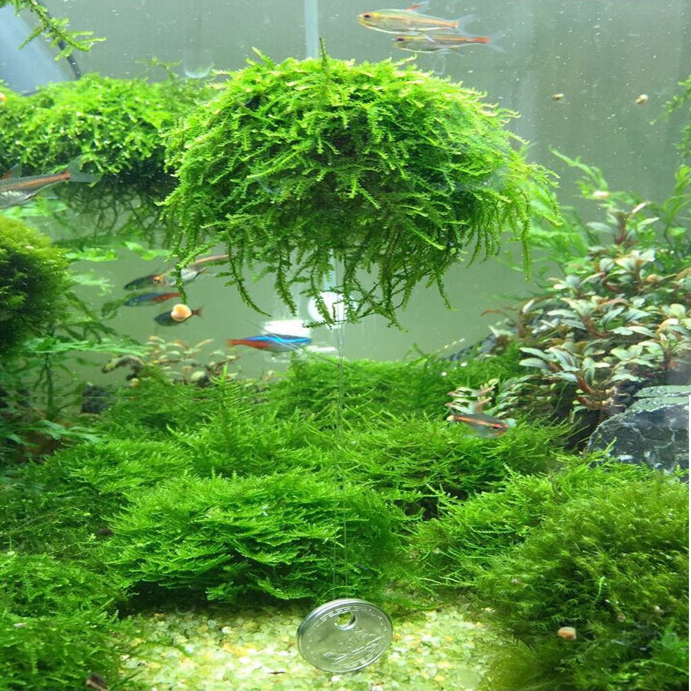 Nyeste 5cm akvarie akvarium medier mos kugle levende plante filter filtrering nyeste indretning