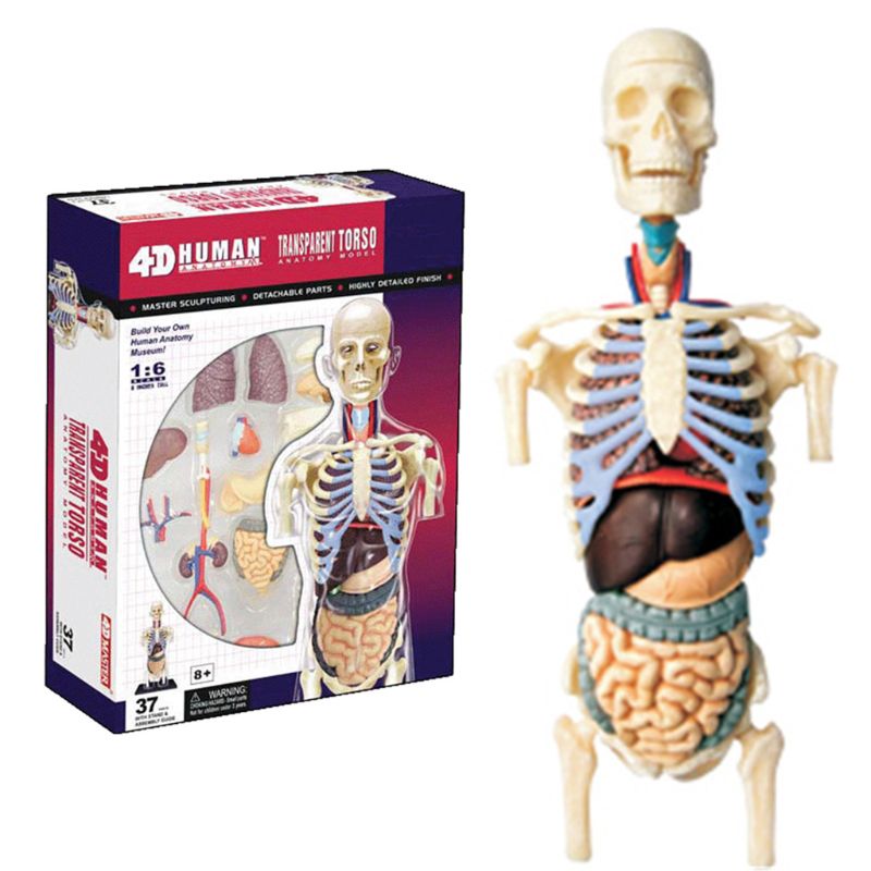 1:6 torso modell menneskelig halvkropp indre organer anatomi visceral nyre modell xxfe