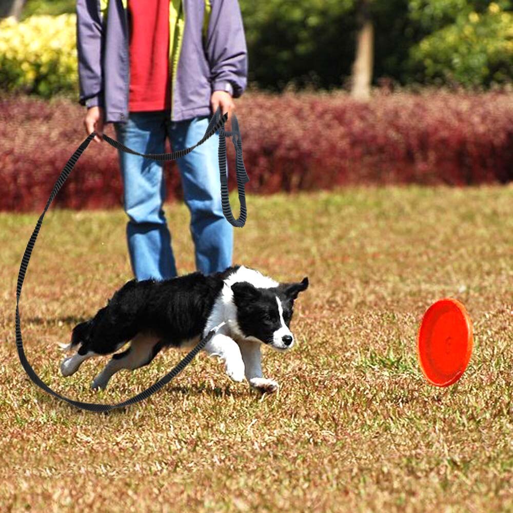 Laisse élastique en Nylon pour animaux de compagnie, longue pour le suivi des chiens, sangle antidérapante, avec poignée, entraînement à la marche, 3m 5m