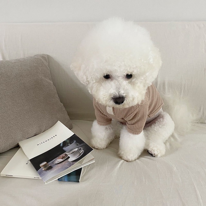 Thin Dog Clothes Solid Pet Dog Hoodies Kitten Puppy Undershirts Chihuahua Clothing Yorkie Bichon Vest Dog Costume Shirt: S / WHITE