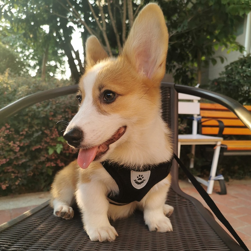 Harnais réfléchissant pour chiens | Harnais et laisse pour animaux de compagnie en mailles, Set de harnais pour petits chiens, Chihuahua Corgi, chaîne pour chiens, szelki dla psa