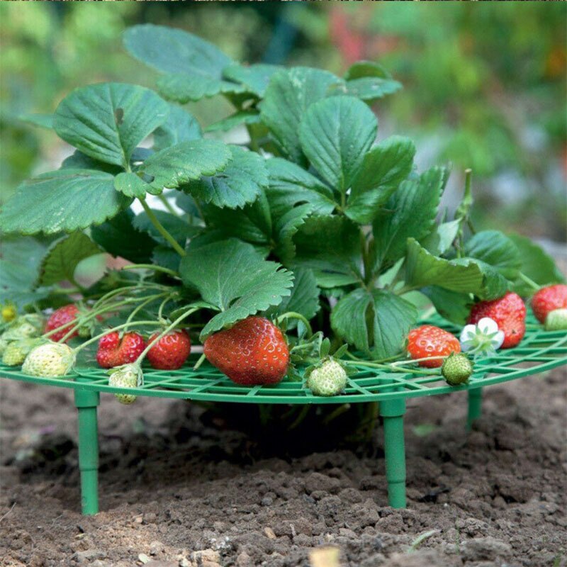 Soporte de plástico para fresa trepadora, soporte para cultivo de vid, soporte para fruta, accesorios de jardinería