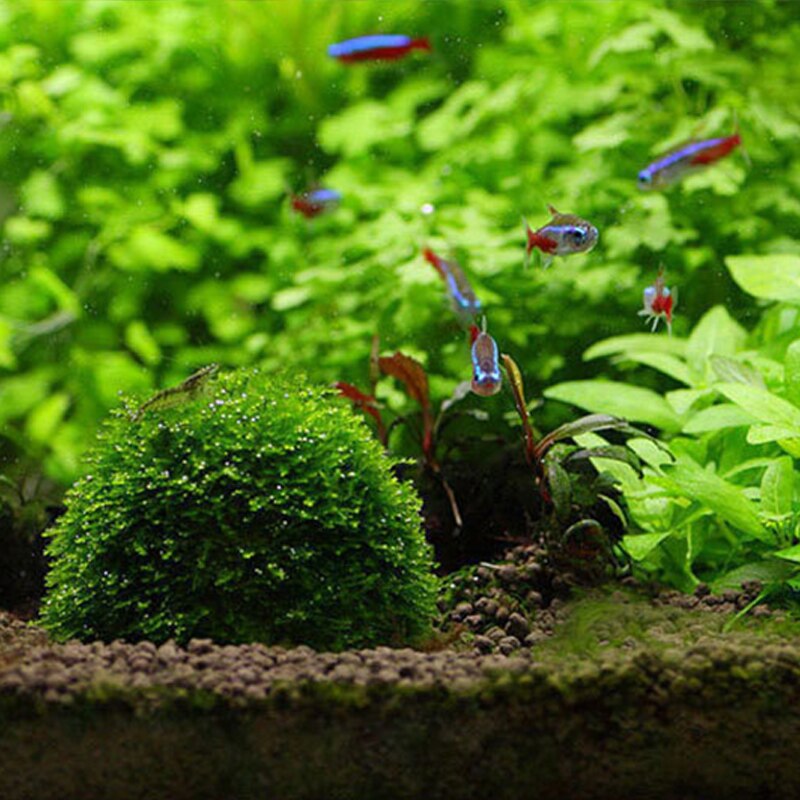 Bola de musgo transparente para acuario, bola de plástico para decoración de plantas en vivo, algas ecológicas, bolas de algas verdes, adornos