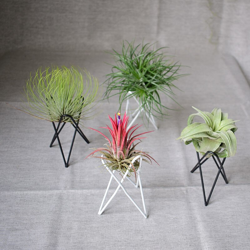 Zwart Wit Geometrische Tillandsia Air Plant Houder Desktop Planten Stand Beugel Nordic Stijl Metalen Rek Home Office Decoratie