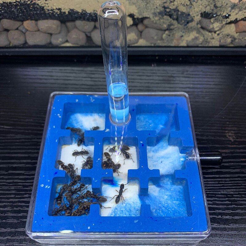 mini mrówka schody gniazdo tynk gniazdo farma mrówek warsztat owad Terrarium wyjątkowe prezenty: styl A