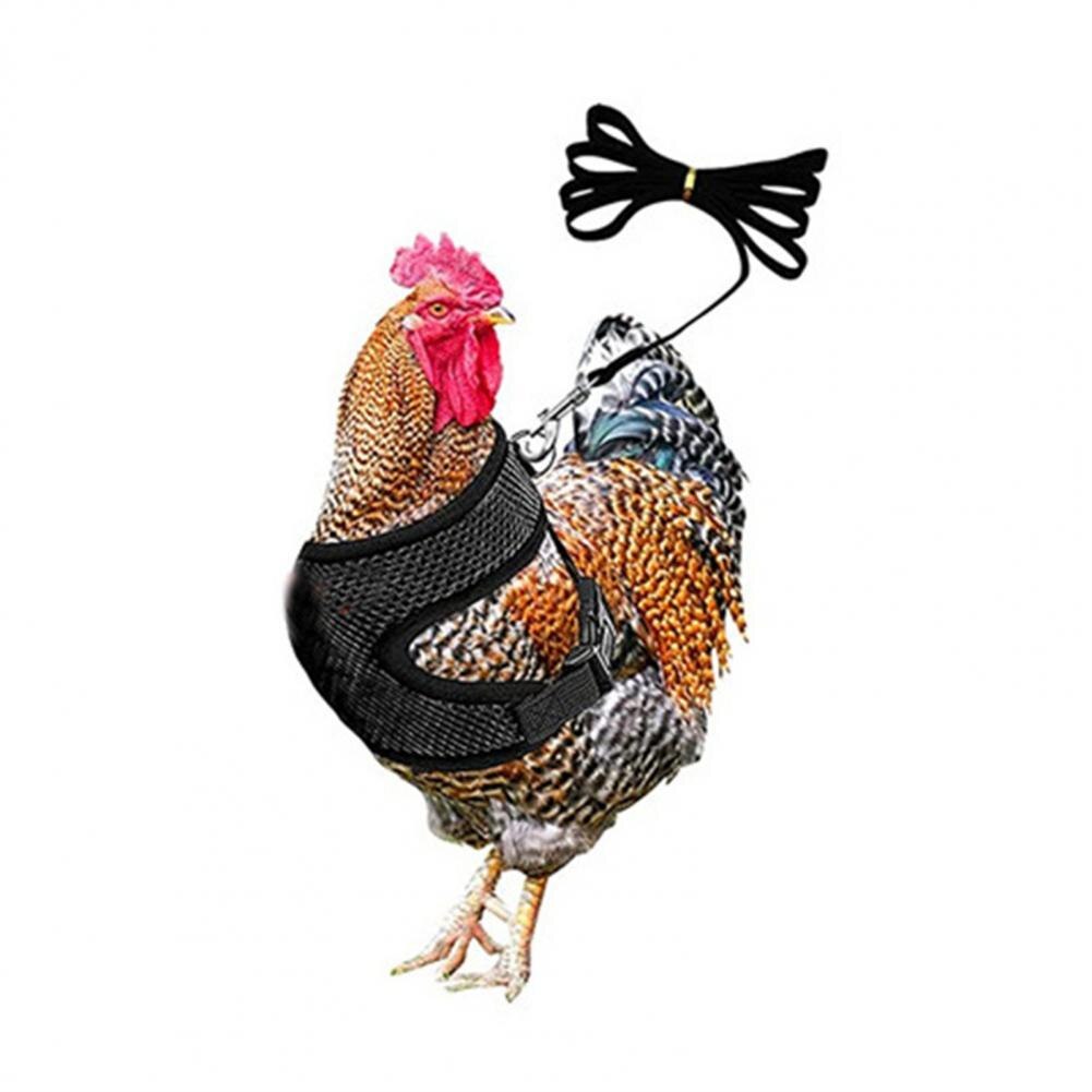1 Set Chicken Harness Stylish Adjustable Mesh Chicken Duck Poultry Vest Poultry Supplies Duck Leash Chicken Vest: Black / M