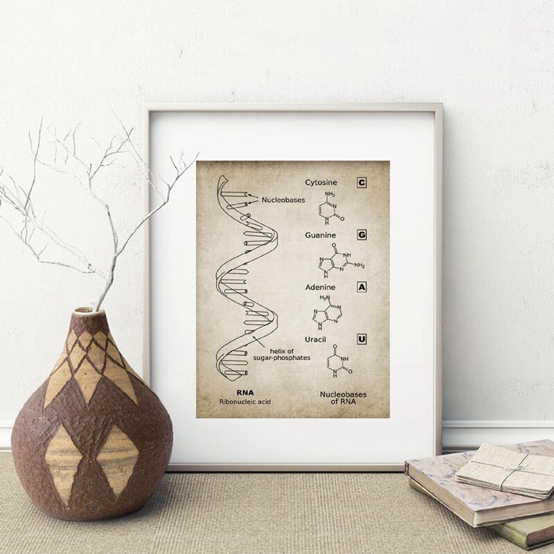 Dna En Rna Genetische Code Muur Art Prints Genetica Biochemie Student Vintage Wetenschap Retro Poster Kraftpapier