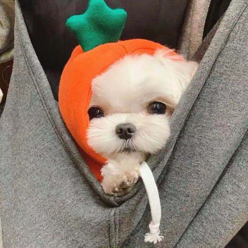Medium Kleine Grote Herfst Winter Hoodies Kikker Ropa Para Perro Hond Kleding Twee-Legged Hooded Outfits Groen Fleece Kleding