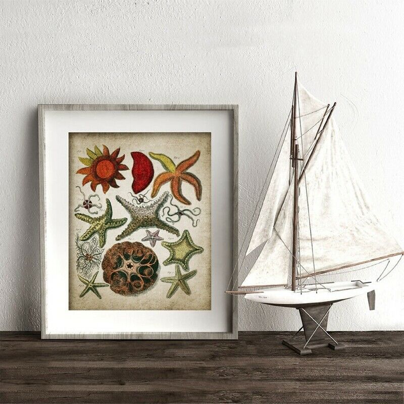 Cuadro de pared biológico de concha de estrella de mar, Retro océano, pintura Vintage, póster de papel Kraft