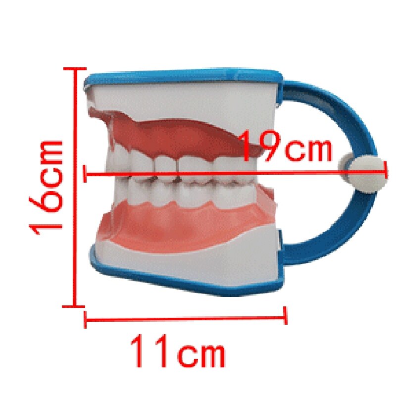 1Pc Tanden Borstelen Model Met Tong Tanden Kaak Modellen Voor School Onderwijs Tandarts Tanden Modellen