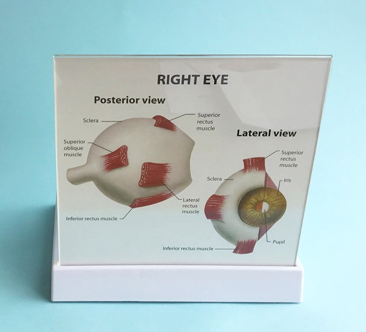 PVC Human Eye Structure Hemisphere Model Human Eye Anatomy Anatomical Eye Model with English Instructions 18X15X18CM