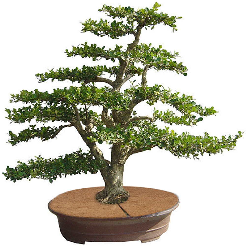 Alfombrilla de fibra de coco para jardín de 20cm maceta para flores creativa maceta cojín mantillo anillo protector de árbol alfombrilla para Control de malezas de árboles