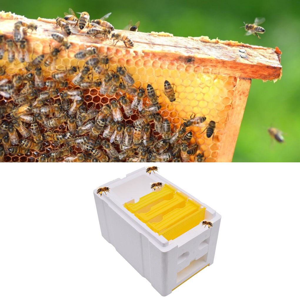 Biodling drottning uppfödning mini parning bikupa diy biodling kung pollinering låda