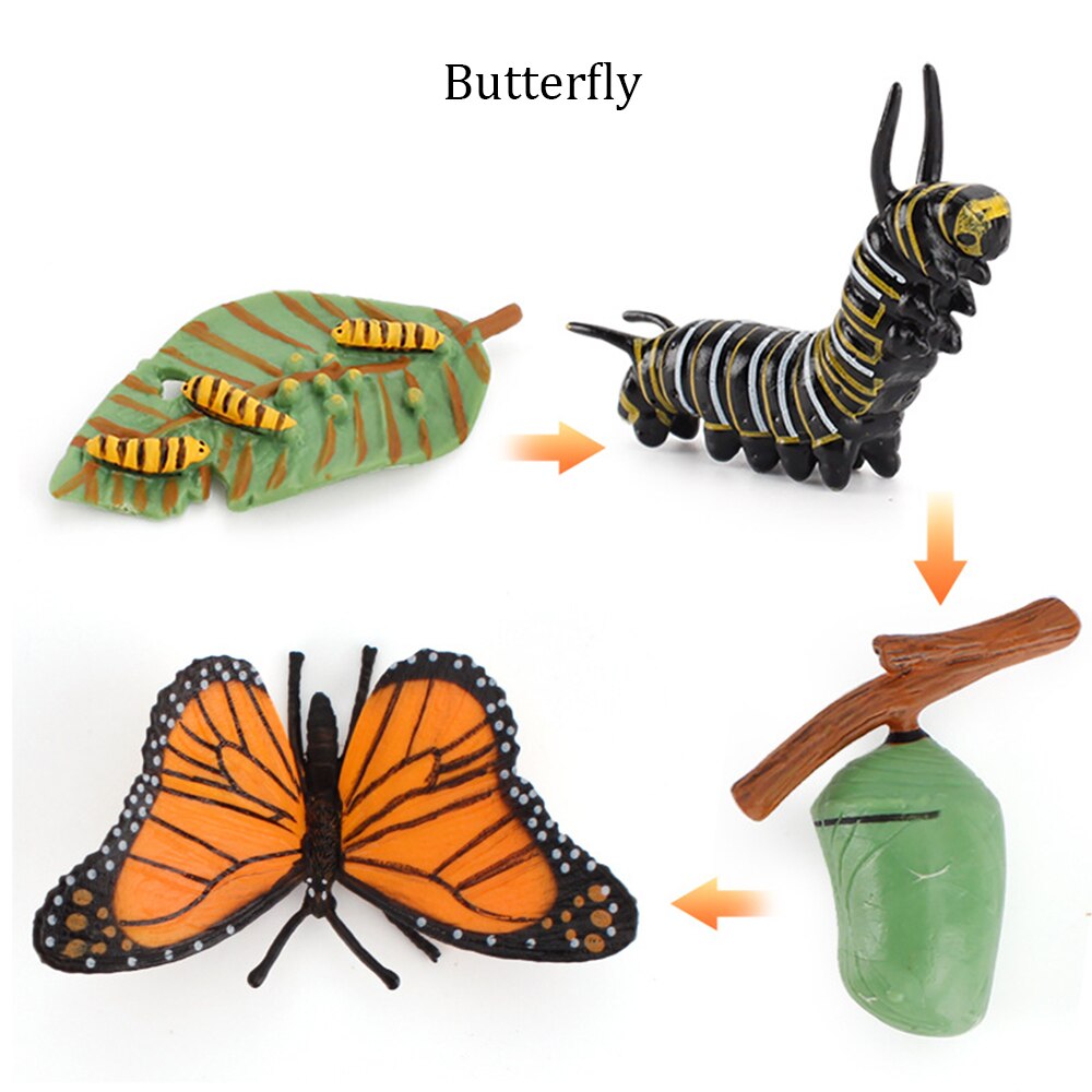 Simulation Animals Growth Cycle ButterflyLadybug Chicken Life Cycle Figurine Plastic Models Action Figures Educational Kids Toy: Butterfly