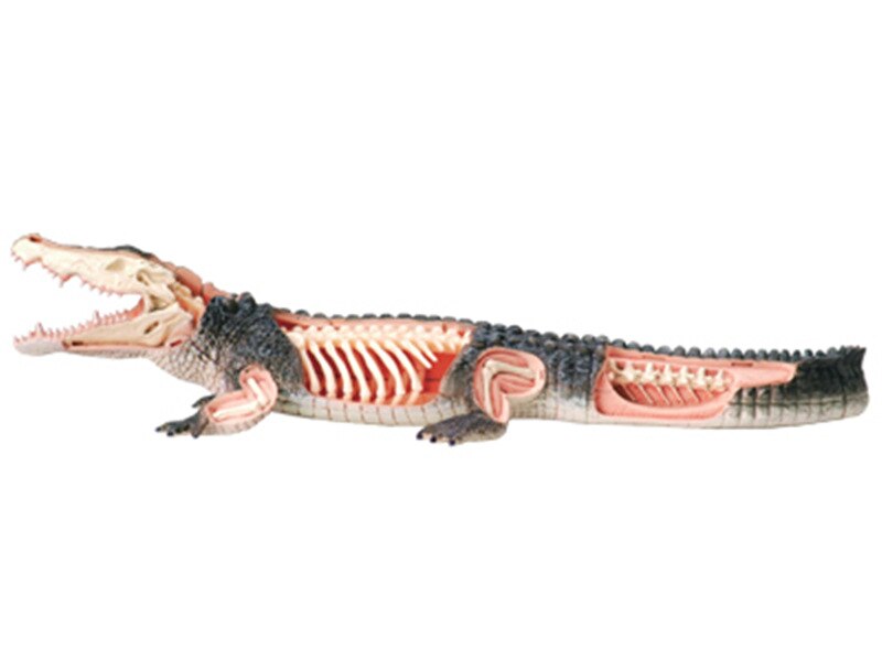 4d Crocodile modèle d'anatomie animale squelette médical enseignement aide laboratoire équipement éducatif maître puzzle assemblage jouet