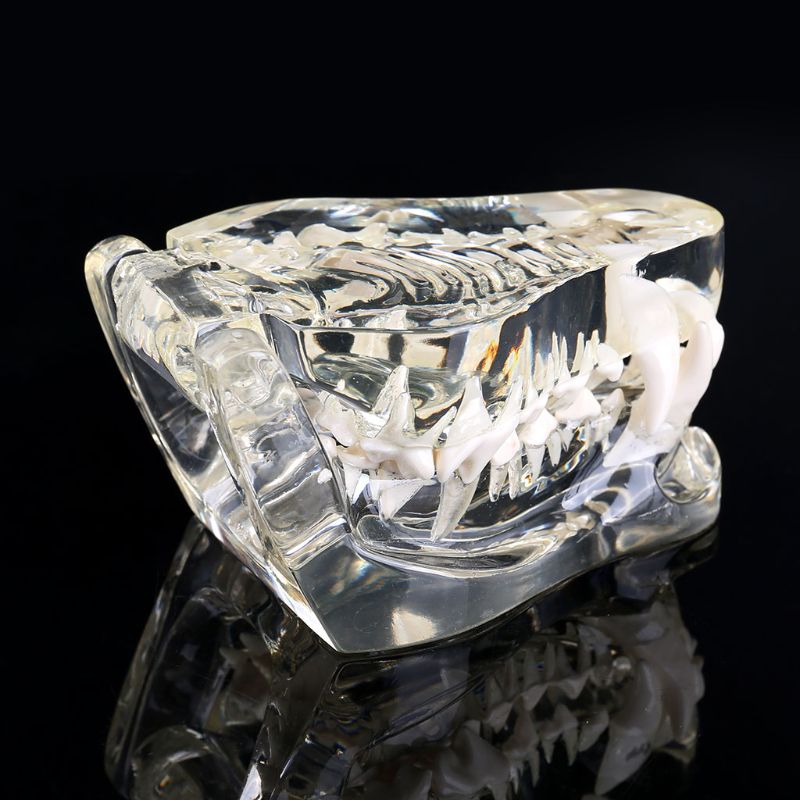 Transparante Hond Tanden Kaak Tand Model Anatomisch Onderwijs Demonstratie Veterinaire Canine