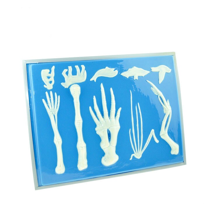 Vertebrate Dieren Voorpoot Skelet Contrast Model Menselijk Dolfijn Walvis Dove Vleermuizen Voorpoot Bone Modellen Biomedische Leermiddelen